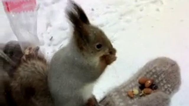 Белки в Сургутском парке смотреть онлайн