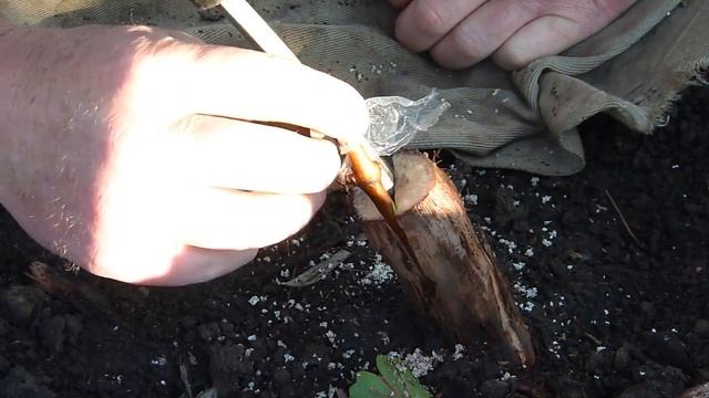 Прививка виноградного куста в штамб смотреть онлайн