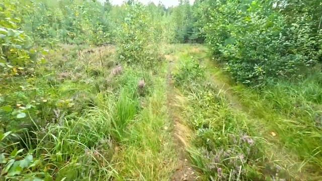 Свенский полумарафон Брянск 20 08 2022 смотреть онлайн