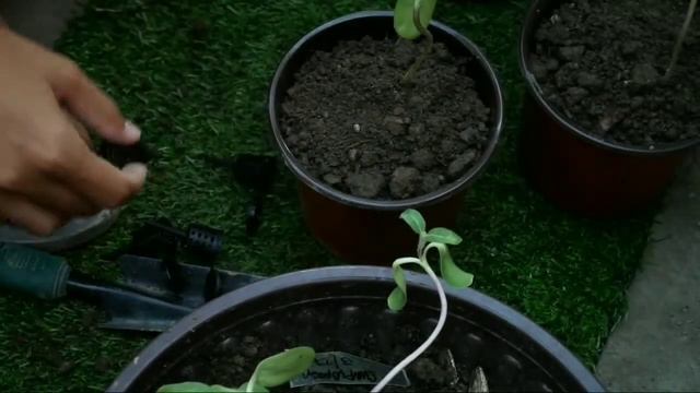 HOW TO GROW SUNFLOWER FROM SEEDS | PAANO MAGTANIM NG SUNFLOWER (From Seeds to Flower) | Full Update смотреть онлайн