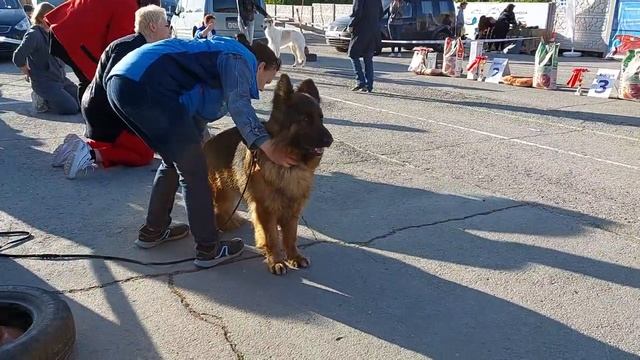 один из главных бэстов выставка собак РКФ Симферополь Крым 7 мая 22 года смотреть онлайн
