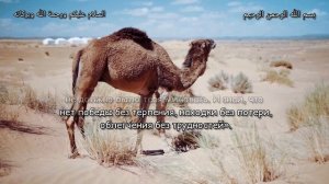 Хадисы о ТЕРПЕНИИ и ИСПЫТАНИЯХ. صابر#ислам #коран #хадис #صابر #сабр