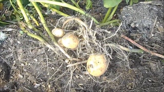 УДАЧНЫЙ эксперимент ПОНЕВОЛЕ ,,КАРТОШКА на КОМПОСТНОЙ КУЧЕ - 2,,