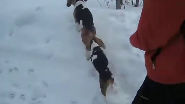 Beagle Бигли - 5 смотреть онлайн