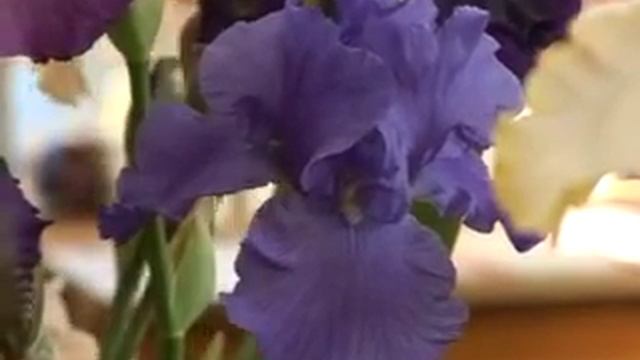 Мастер-класс по выращиванию ирисов смотреть онлайн