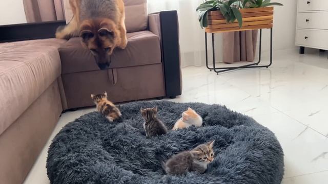 German Shepherd Shocked by Tiny Kittens occupying dog bed! смотреть онлайн