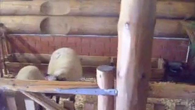 Бараны очень смешно орут