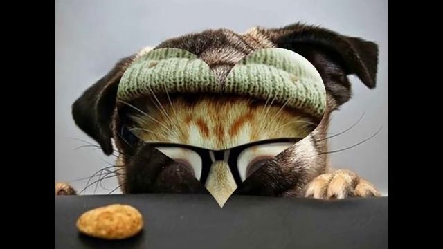 Очень смешно:))Животные так похожи на людей!Very Funny :)) Animals Are So Similar To Humans!