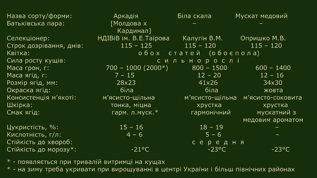 @Порівняння виноградів Аркадія, Біла скала, Мускат медовий смотреть онлайн