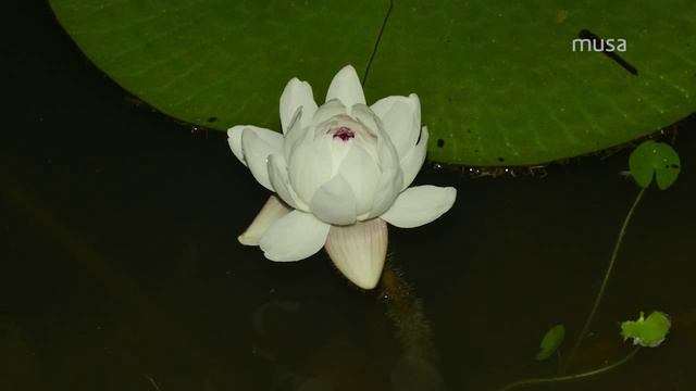 Vitória-amazônica ou Vitória-régia (Victoria amazonica) смотреть онлайн