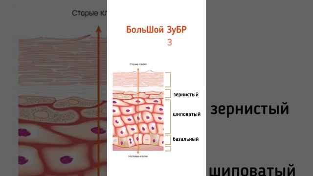 Слои эпидермиса смотреть онлайн