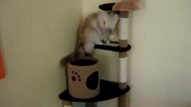 Ragdoll Cat on the UPURR Crust Cat Climbing Tree - ラグドール Floppycats смотреть онлайн