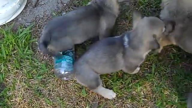 Countten Swedish Vallhund puppies May 31st. смотреть онлайн
