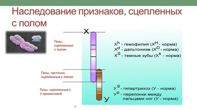 Определение пола. Наследование признаков, сцепленных с полом. ГОТОВИМСЯ К ЕГЭ ПО БИОЛОГИИ. смотреть онлайн
