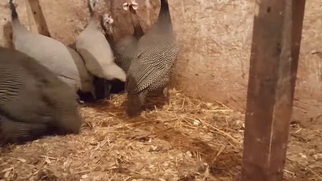 Цесарки. Вы слыхали как они поют. смотреть онлайн