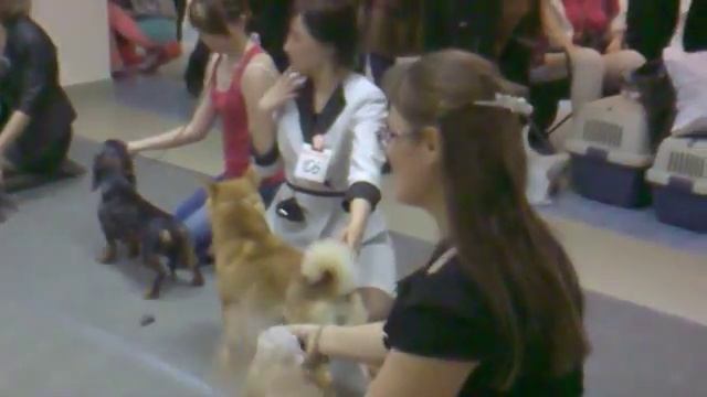 Выставка собак. Волгоград