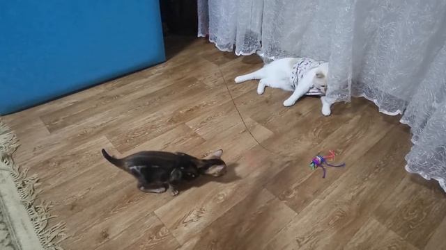 Мраморный Бенгальский котёнок смотреть онлайн
