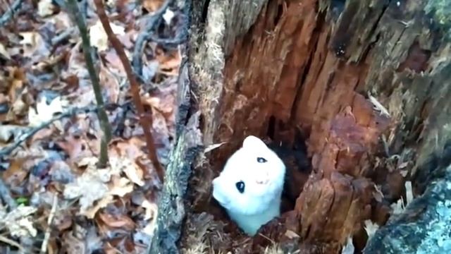 Ermine/Stoat in a Tree - Cute! смотреть онлайн