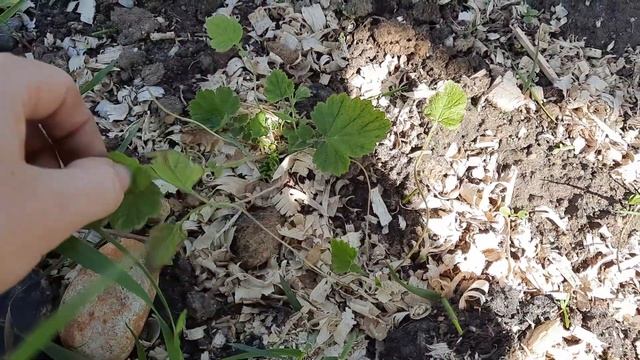 Май. Садовые дела кипят. Начинаем делать отмостку.