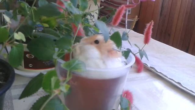20150602 133218 смотреть онлайн