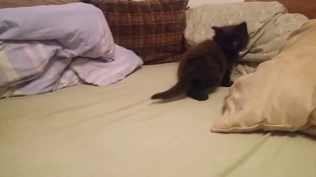 Спасение кота Райана. Часть 2 ( аклиматизация ) смотреть онлайн