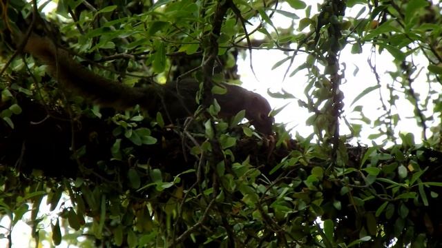 Olympus Stylus SP100ee Preview смотреть онлайн