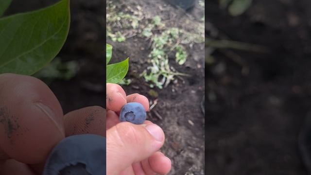 Ремонтные Революции