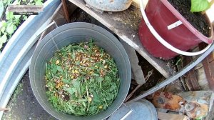 Зеленое удобрение из крапивы и одуванчиков в садовом участке