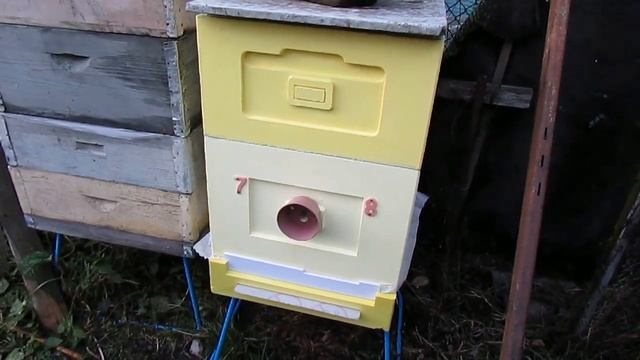 можно ли пересадить пчел в ноябре из одного улья в другой, и зачем это делать смотреть онлайн