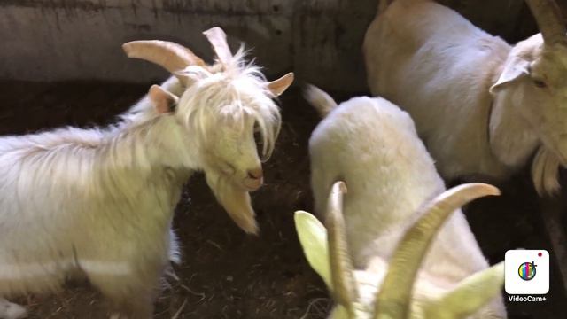 DAXSHAT SUTI KOP ECHKILAR🐐