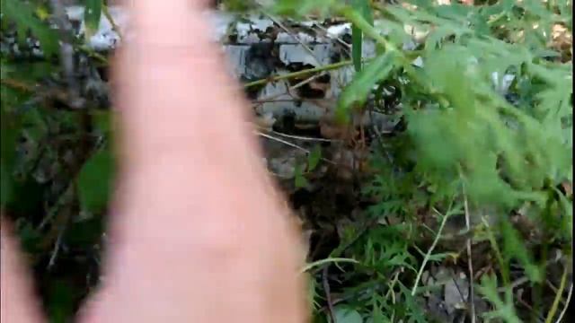 45.Грибы, август 2018 смотреть онлайн