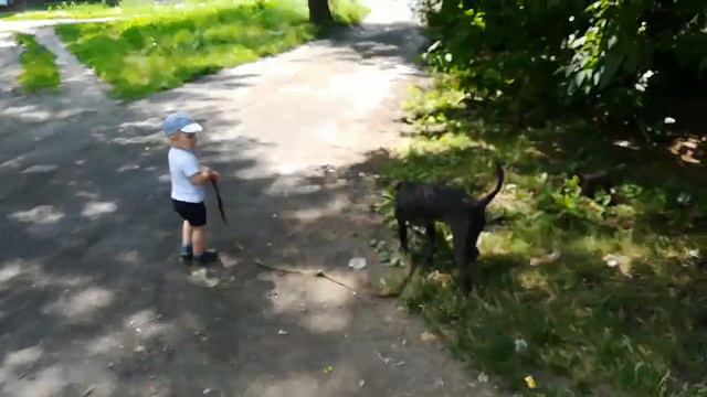 Фаина питбуль. Ребёнок выгуливает питбуля смотреть онлайн