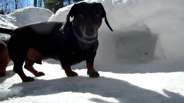 Поиграть с таксой в хоккей смотреть онлайн