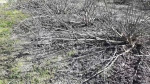 Схема посадки инжира. Расстояние между кустами инжира. Укрытие инжира. Работа в Чехии)))