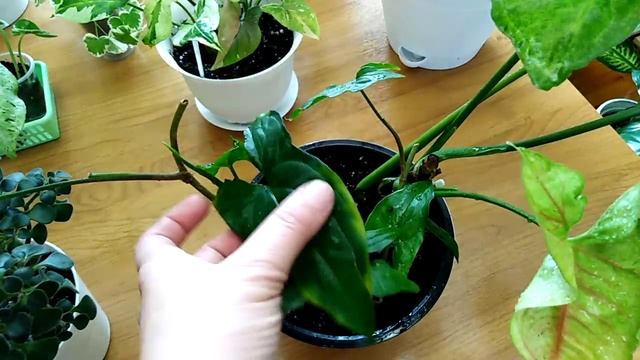 Комнатные цветы. Мартовский обзор моих комнатных растений . смотреть онлайн