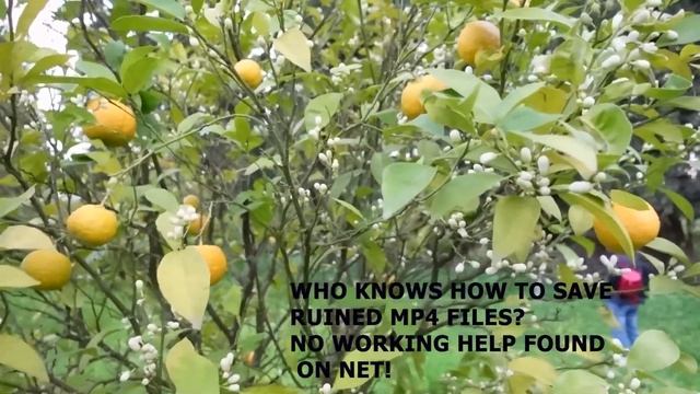 Техника Терра. Панно из цитрусов на тарелке [diy] смотреть онлайн