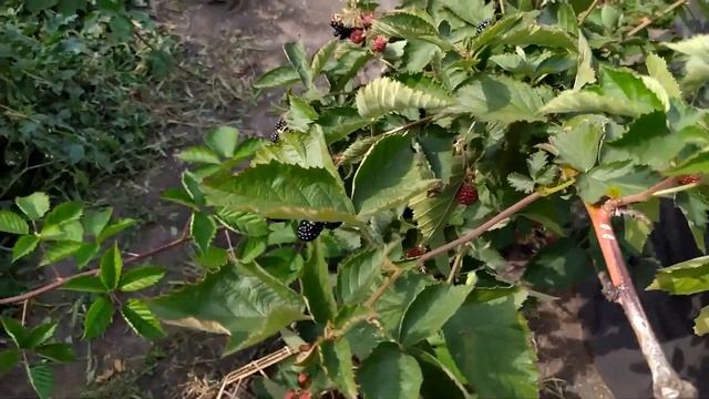 Ежевика. Сорт Лохтей и Честер смотреть онлайн