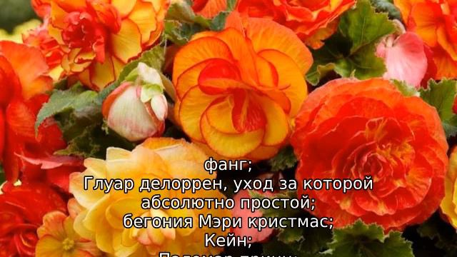 Сорта бегонии смотреть онлайн