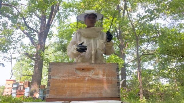 7 Reasons WHY Your Hive Is Weak In July & How To Fix It! Beekeeping 101 #beekeeping смотреть онлайн