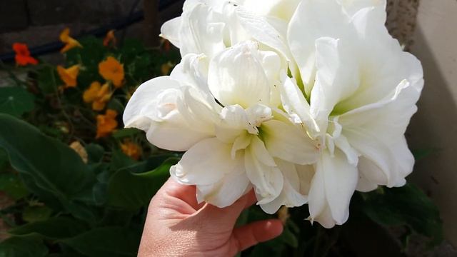 ♡Гипиаструм Белый Расцвел♡ смотреть онлайн