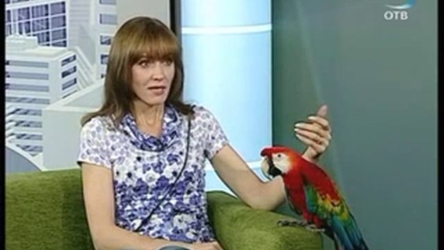 Как научить попугая езде на велосипеде? (06.08.12) смотреть онлайн