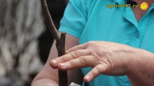 О правильной посадке яблони. Главные условия успеха