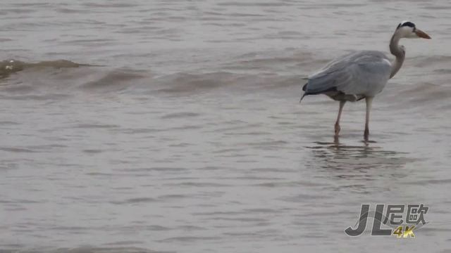 【JL尼歐】Canon PowerShot SX70 HS 65X Zoom test - Migratory birds in Kinmen 金門候鳥 4K 直出影片合集 смотреть онлайн