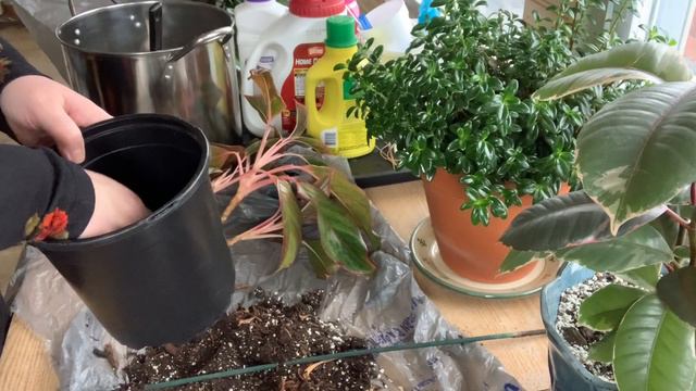 Repotting My Aglaonema 🌱 смотреть онлайн