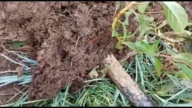 Гортензия Ванилла фрайз! Черенки для садовода любителя!! смотреть онлайн