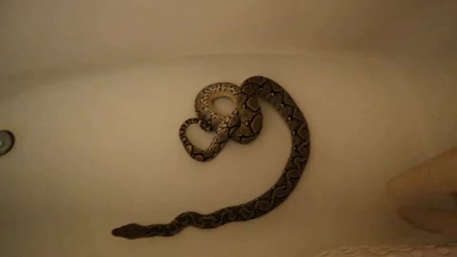 Male Reticulated Python (1 Year Old) смотреть онлайн