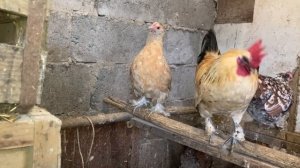 Карликовые куры. Краткий обзор. Содержание в зимний период. Бентамки