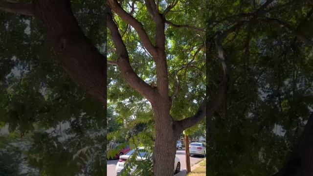 Веселая белка | юмор | прикол