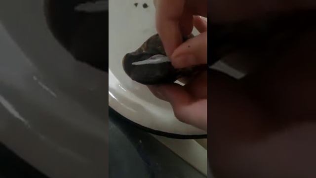 Улитка ушла на завиток🐚| Как разбудить улитку🐌| Сама проснулась без моей помощи смотреть онлайн