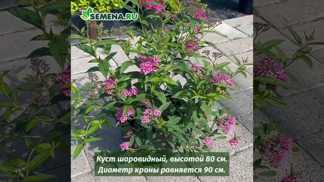 Спирея Неон Флеш
